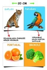 DİYTOY İlk Kütüphanem - 8'li Mini Kitap Seti | İlk Sözcükler | Eğitici ve Eğlenceli Bebek Kitapları
